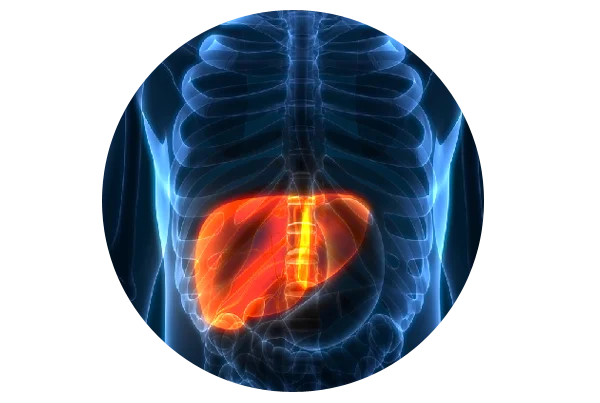 Liver Cancer